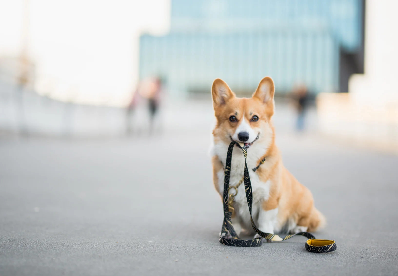 Corgi waiting with a leash in its mouth